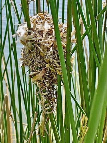 Marsh Wren Nest by goingslo is licensed under CC BY 2.0